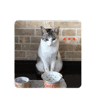 みけねこもなか（個別スタンプ：11）