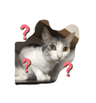 みけねこもなか（個別スタンプ：12）