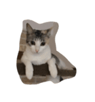 みけねこもなか（個別スタンプ：15）