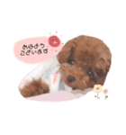 トイプードルくま2（個別スタンプ：1）