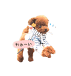トイプードルくま2（個別スタンプ：6）