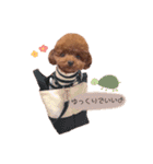 トイプードルくま2（個別スタンプ：7）