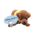トイプードルくま2（個別スタンプ：10）