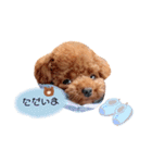 トイプードルくま2（個別スタンプ：14）