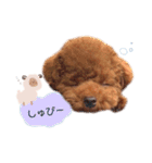 トイプードルくま2（個別スタンプ：17）