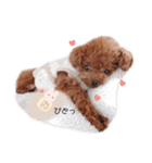 トイプードルくま2（個別スタンプ：18）