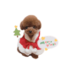 トイプードルくま2（個別スタンプ：23）