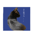 犬と猫メインです（個別スタンプ：1）