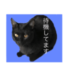 犬と猫メインです（個別スタンプ：2）