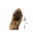 犬と猫メインです（個別スタンプ：3）