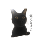 犬と猫メインです（個別スタンプ：5）