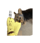 犬と猫メインです（個別スタンプ：6）