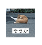 テキトテキスト（個別スタンプ：1）