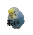 うちの歴代インコ（個別スタンプ：1）