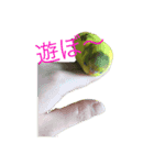 うちの歴代インコ（個別スタンプ：2）
