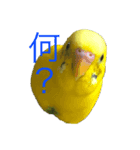 うちの歴代インコ（個別スタンプ：3）
