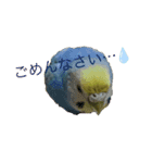 うちの歴代インコ（個別スタンプ：4）