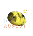 うちの歴代インコ（個別スタンプ：5）