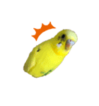 うちの歴代インコ（個別スタンプ：6）