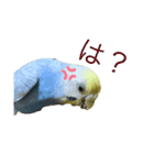 うちの歴代インコ（個別スタンプ：7）