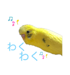 うちの歴代インコ（個別スタンプ：8）