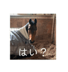 いつも仲間（個別スタンプ：2）