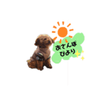 うちの愛犬トイプードル（個別スタンプ：1）