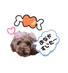 うちの愛犬トイプードル（個別スタンプ：2）