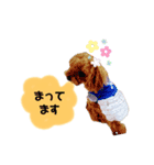 うちの愛犬トイプードル（個別スタンプ：3）