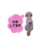 うちの愛犬トイプードル（個別スタンプ：5）