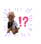 うちの愛犬トイプードル（個別スタンプ：6）