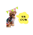 うちの愛犬トイプードル（個別スタンプ：7）