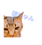 猫の日常ฅ•ω•ฅฅ•ω•ฅPart3（個別スタンプ：1）