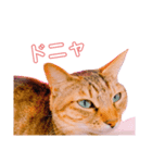 猫の日常ฅ•ω•ฅฅ•ω•ฅPart3（個別スタンプ：3）