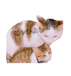 猫の日常ฅ•ω•ฅฅ•ω•ฅPart3（個別スタンプ：6）