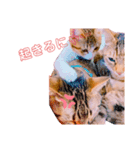 猫の日常ฅ•ω•ฅฅ•ω•ฅPart3（個別スタンプ：7）