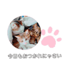 猫の日常ฅ•ω•ฅฅ•ω•ฅPart3（個別スタンプ：8）