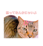 猫の日常ฅ•ω•ฅฅ•ω•ฅPart4（個別スタンプ：1）