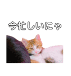 猫の日常ฅ•ω•ฅฅ•ω•ฅPart4（個別スタンプ：2）