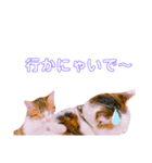 猫の日常ฅ•ω•ฅฅ•ω•ฅPart4（個別スタンプ：4）