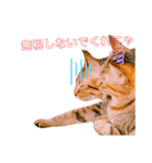 猫の日常ฅ•ω•ฅฅ•ω•ฅPart4（個別スタンプ：5）