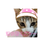 猫の日常ฅ•ω•ฅฅ•ω•ฅPart4（個別スタンプ：6）