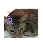 猫の日常ฅ•ω•ฅฅ•ω•ฅPart4（個別スタンプ：7）