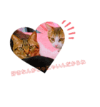 猫の日常ฅ•ω•ฅฅ•ω•ฅPart4（個別スタンプ：8）