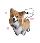 ひめっちだよん（個別スタンプ：1）