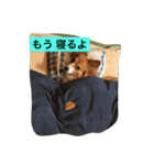 ひめっちだよん（個別スタンプ：11）