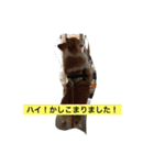ひめっちだよん（個別スタンプ：12）