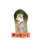 ひめっちだよん（個別スタンプ：16）