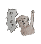 犬のせんぱい3 ボーダーテリア（個別スタンプ：9）