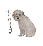 犬のせんぱい3 ボーダーテリア（個別スタンプ：14）